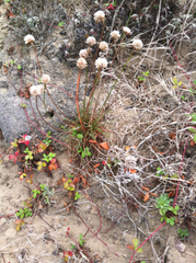 Armeria maritima californica