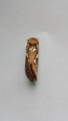 Gazoryctra hyperboreus