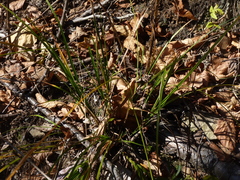 Carex virescens