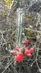 Borzicactus sepium