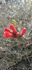 Borzicactus sepium