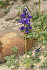 Lupinus odoratus