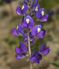 Lupinus odoratus