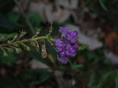 Linaria purpurea
