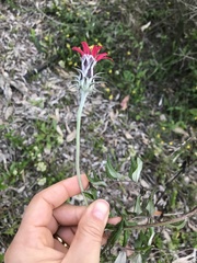 Mutisia coccinea