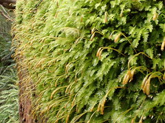 Calomnion complanatum