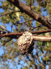 Prunus persica persica