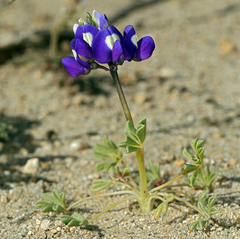 Lupinus odoratus