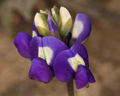 Lupinus odoratus