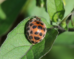 Henosepilachna vigintisexpunctata