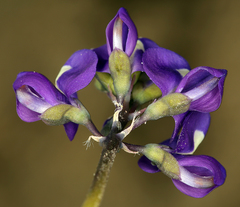 Lupinus odoratus