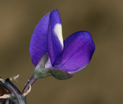 Lupinus odoratus