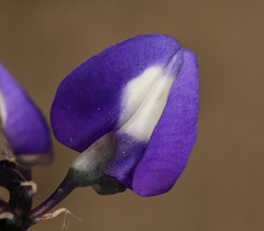 Lupinus odoratus