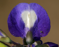 Lupinus odoratus
