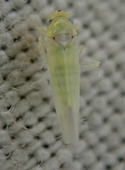 Zygina nivea