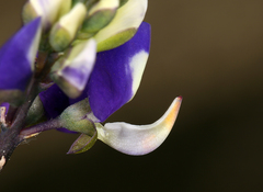 Lupinus odoratus