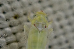 Zygina nivea