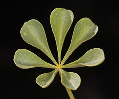 Lupinus odoratus
