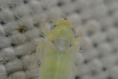 Zygina nivea