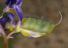 Lupinus odoratus