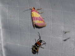 Phoenicophanta bicolor