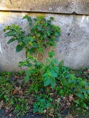 Mirabilis jalapa