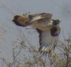 Aquila spilogaster