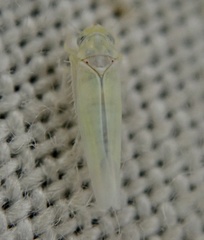 Zygina nivea