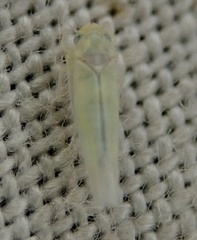 Zygina nivea