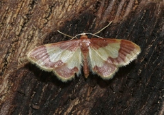Idaea basinta