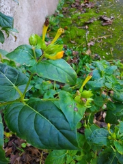 Mirabilis jalapa