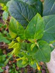 Mirabilis jalapa