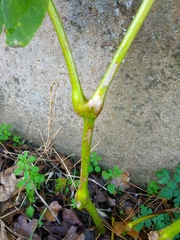 Mirabilis jalapa