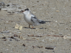 Sternula antillarum browni