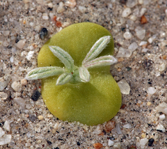 Lupinus odoratus