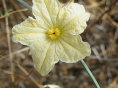 Coccinia sessilifolia sessilifolia