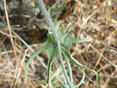 Coccinia sessilifolia sessilifolia