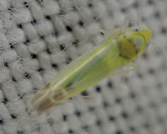 Lindbergina aurovittata