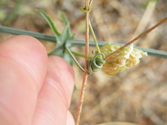 Coccinia sessilifolia sessilifolia