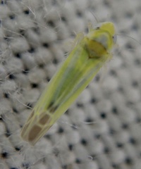 Lindbergina aurovittata