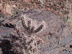 Cylindropuntia whipplei