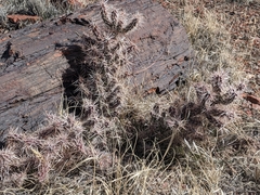 Cylindropuntia whipplei