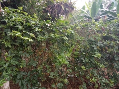 Psychotria nervosa