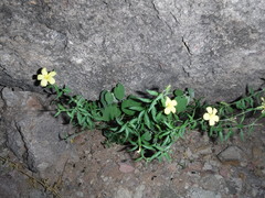 Haplophyton crooksii