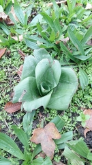 Himantoglossum hircinum