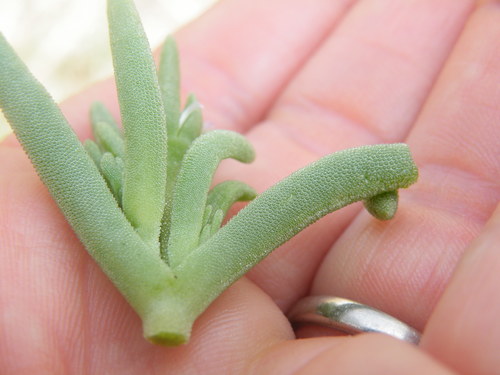 Image of Delosperma herbeum by (c) Antoinette Eyssell Knox, some rights reserved (CC BY-SA)