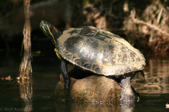 Trachemys venusta cataspila