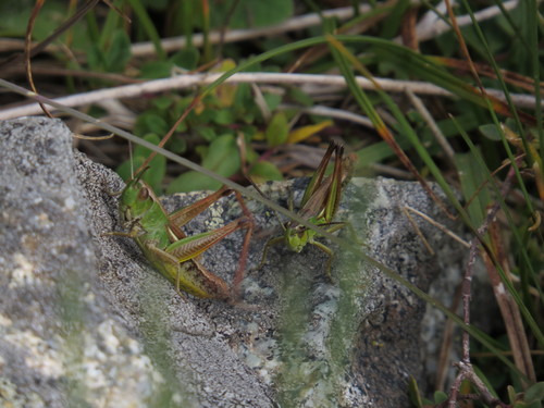 Pseudochorthippus parallelus erythropus