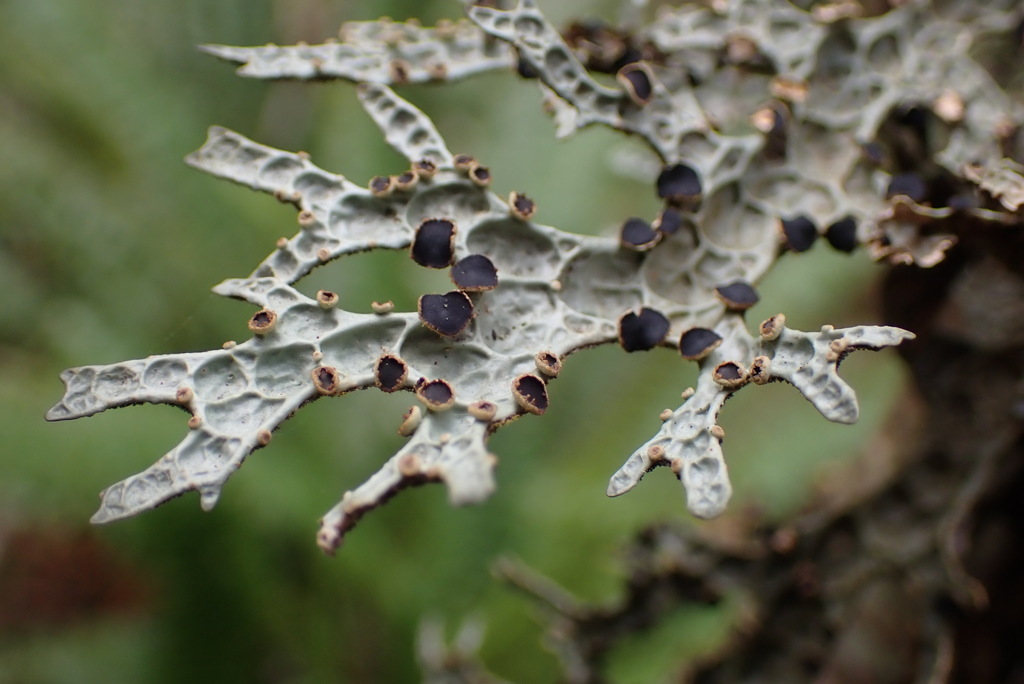 Pseudocyphellaria faveolata