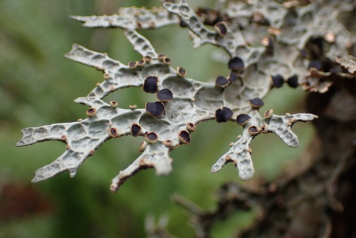 Pseudocyphellaria faveolata